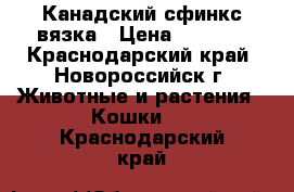 Канадский сфинкс вязка › Цена ­ 1 500 - Краснодарский край, Новороссийск г. Животные и растения » Кошки   . Краснодарский край